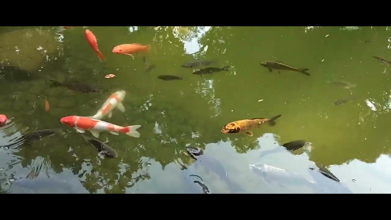  Hongkong Admiralty Park Viewing Fish