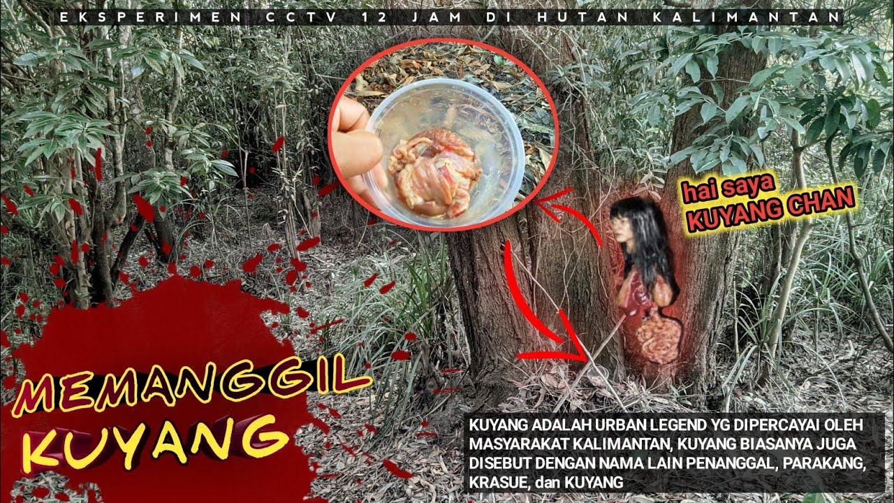 EKSPERIMEN CCTV MEMANGGIL KUYANG di TENGAH HUTAN KALIMANTAN, DAN INI YG TERJADI, SIMAK TRUS VIDEONYA