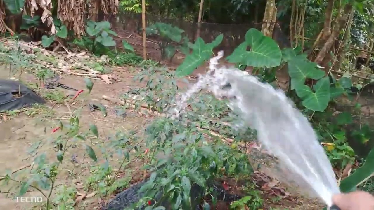 magdidilig Muna ng sili preparation para gumanda ang harvest 