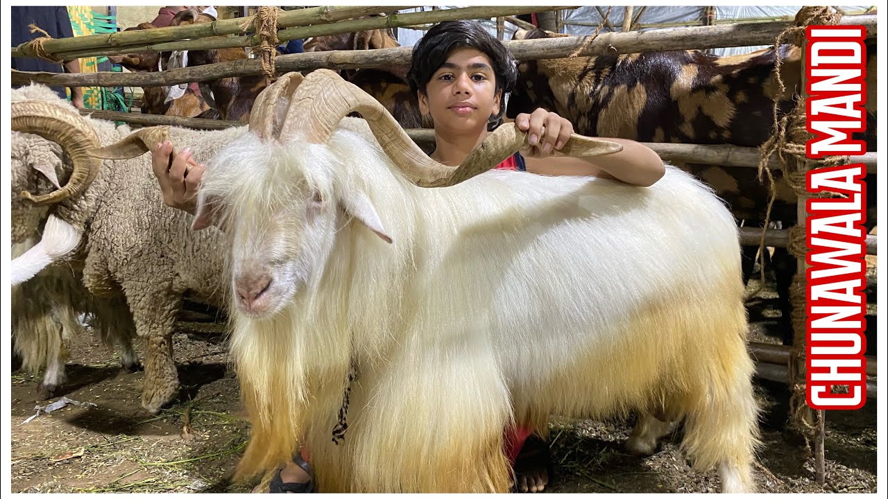 Jogeshwari Bakra Mandi With Mammoo, Mumbai