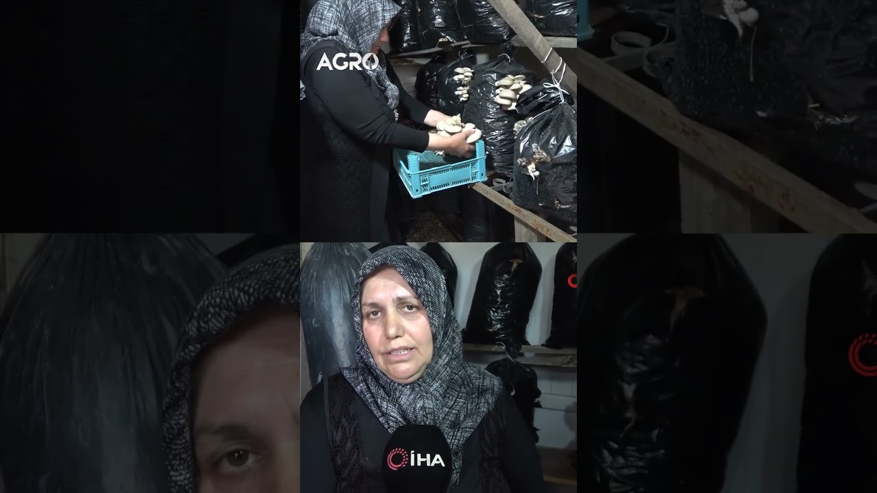 T&uuml;rkiye'nin Mantar Anası 5 Metrekare 100 KG &Uuml;retiyor / AGRO TV HABER