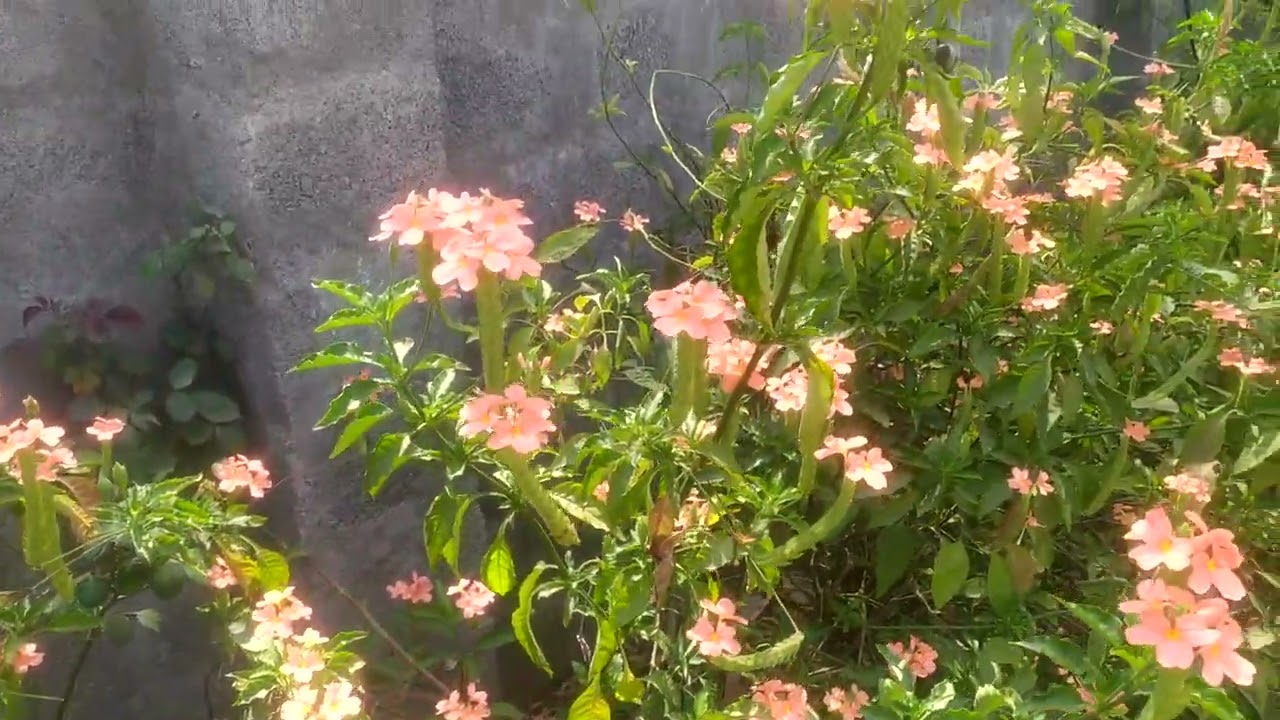 Beauty of flowers 🏵️🌺🌺,ASB CHANNEL