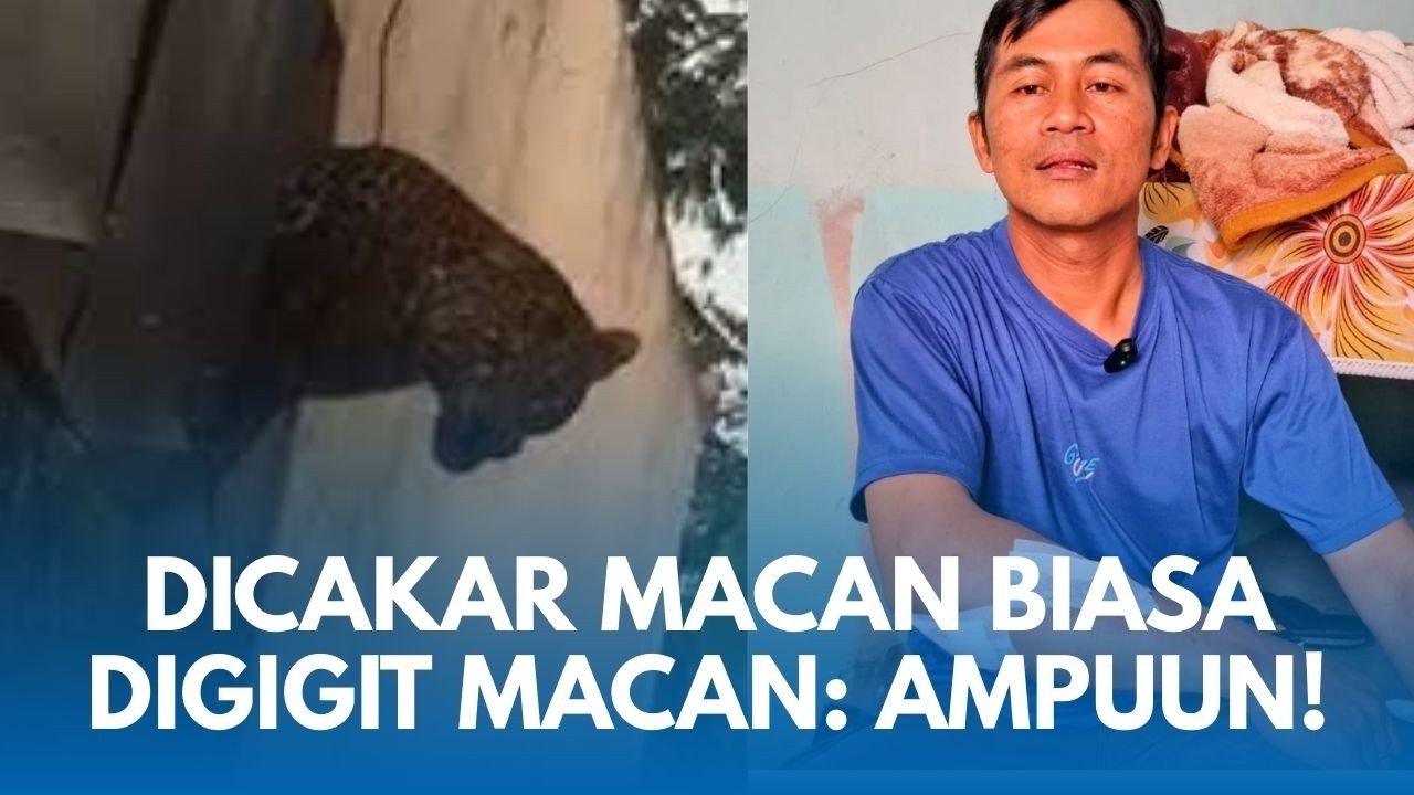 SAKSI KATA Anies Dicakar Digigit Duel dengan Macan Tutul Bandung: Saya Hantam Kepala Macan