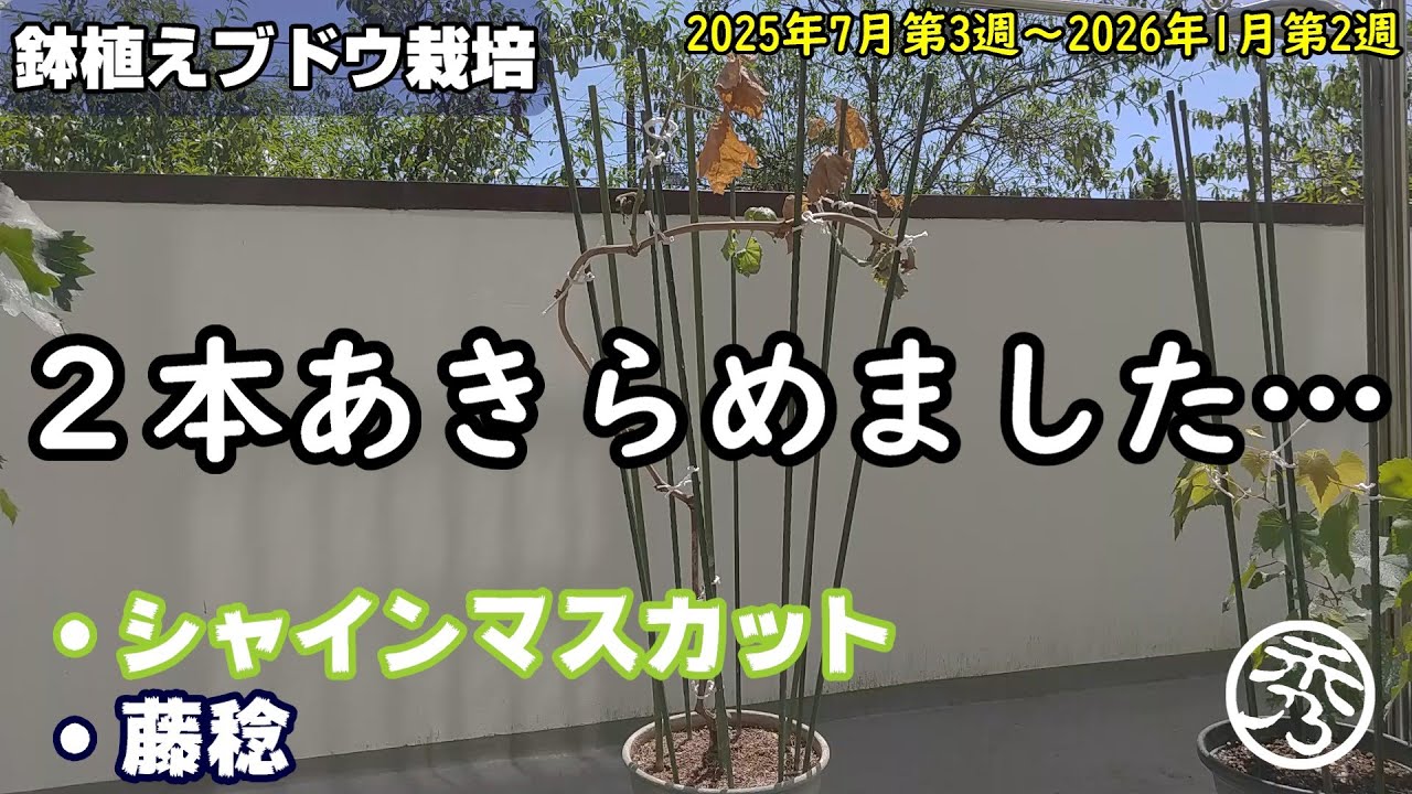 ブドウ苗木の購入は6月が良い理由