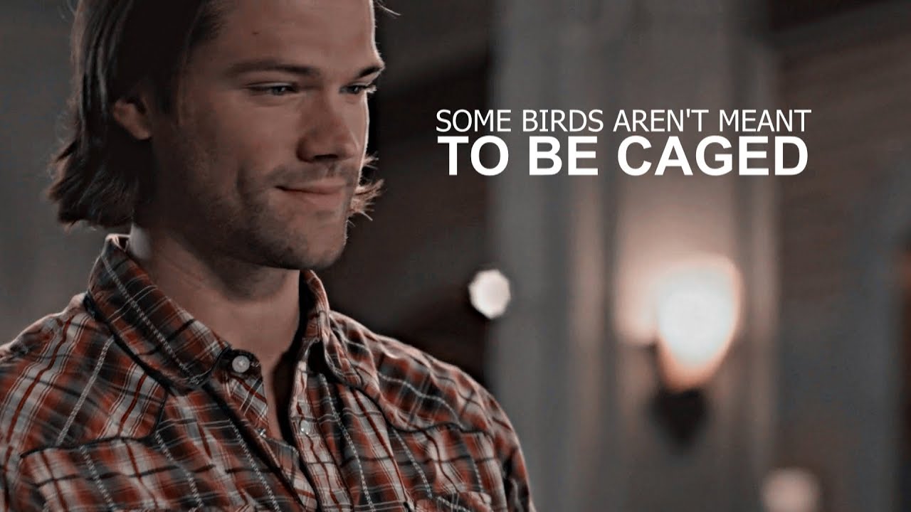 sam winchester | some birds aren't meant to be caged
