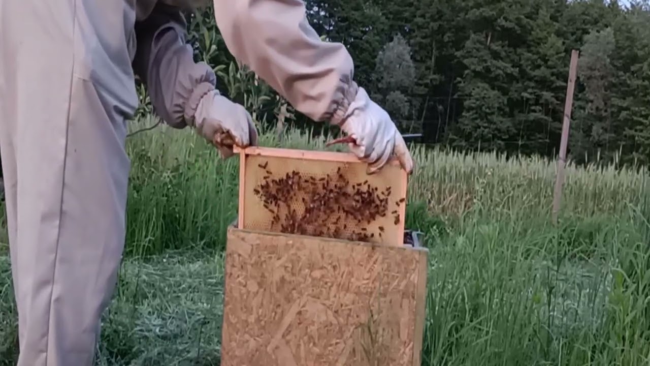 Łapanie roju do rojołapki na drzewie