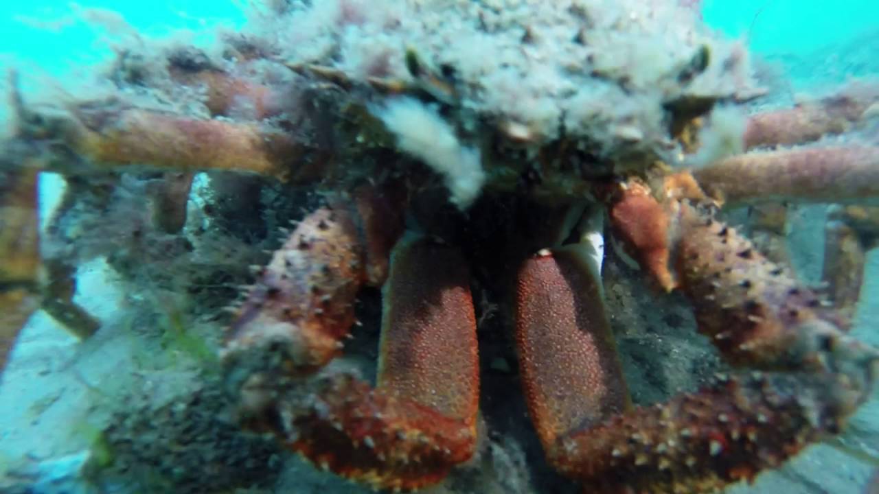 evening dive Boscombe pier 31/08/2016