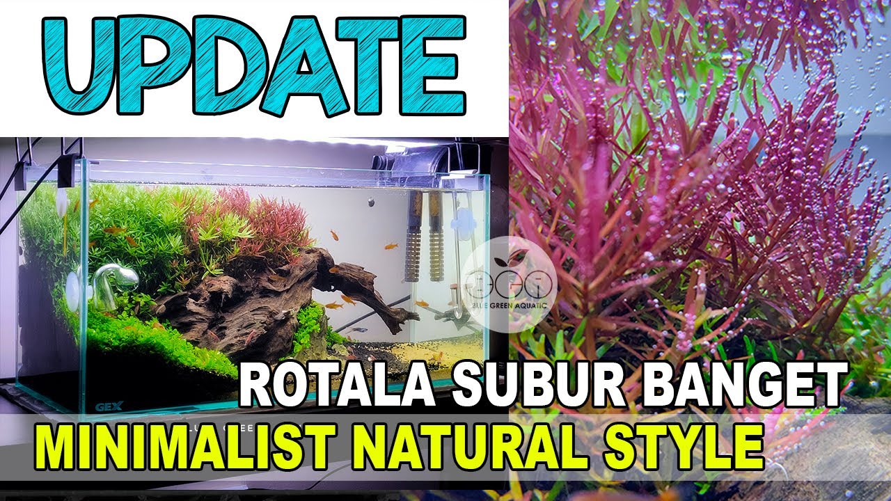 #24 - UPDATE Aquasacpe 45cm | ROTALA SUBUR - PART 2