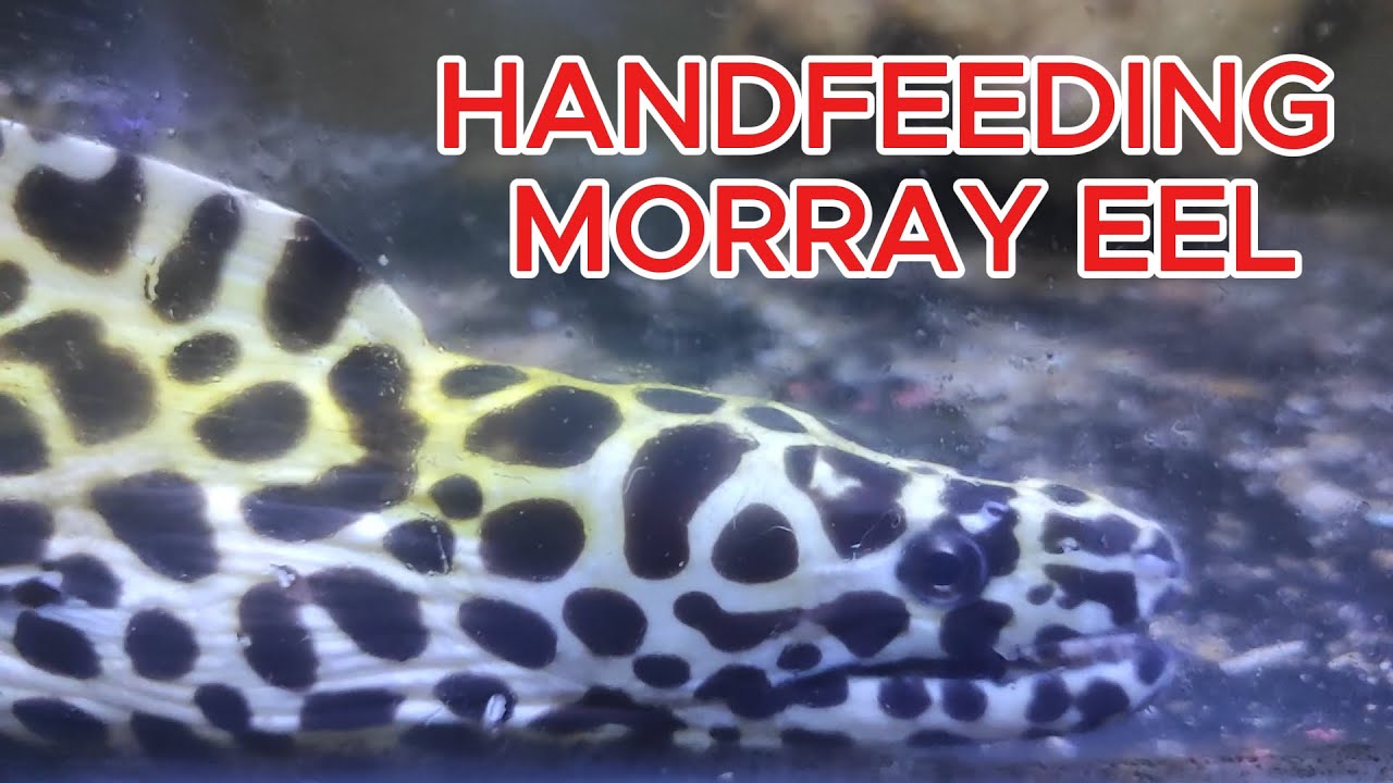 HANDFEEDING MORRAY EELS WITH 10 NEMO