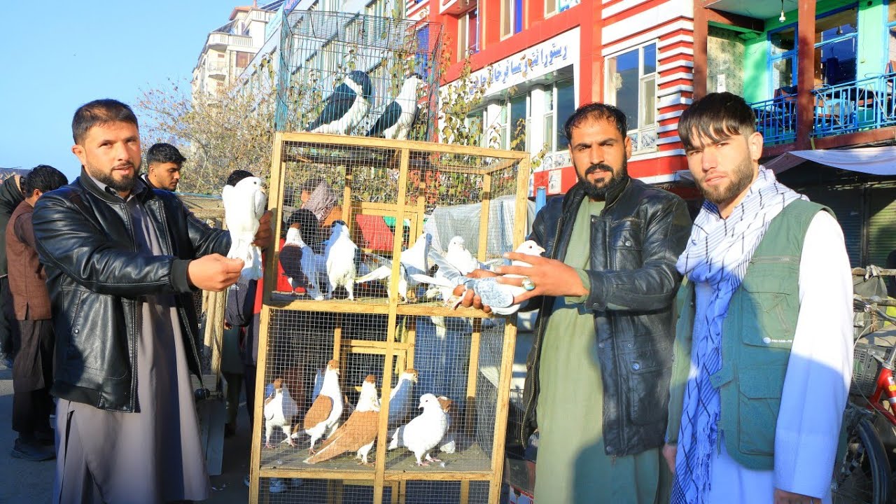 فروش هشتاد کفتر 23,000 هزار افغانی اول صبح جمعه بازار | کفتر که قیمتش چهل هزار است به 10,000 میفروشم