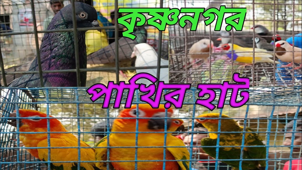 কৃষ্ণনগর পাখির হাট। Krishnanagar birds hat 