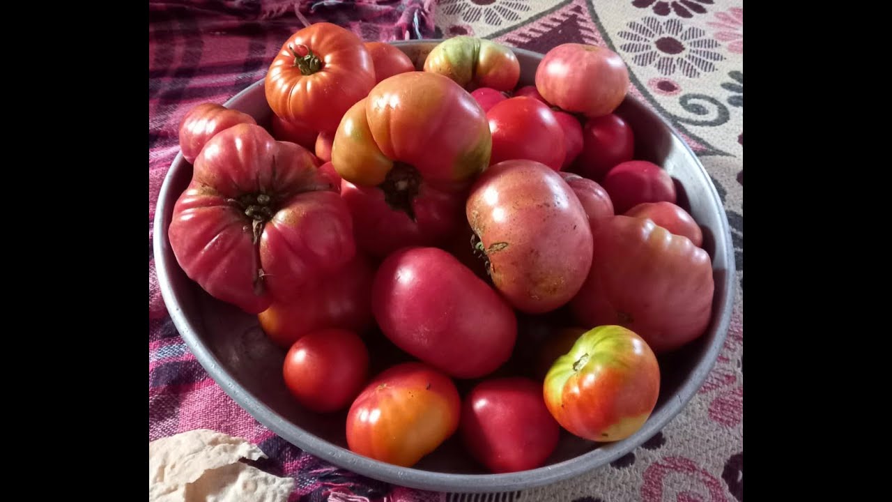 Domates tohumu ekimı nasıl yapılır. domates ekimi toprak hazırlığı