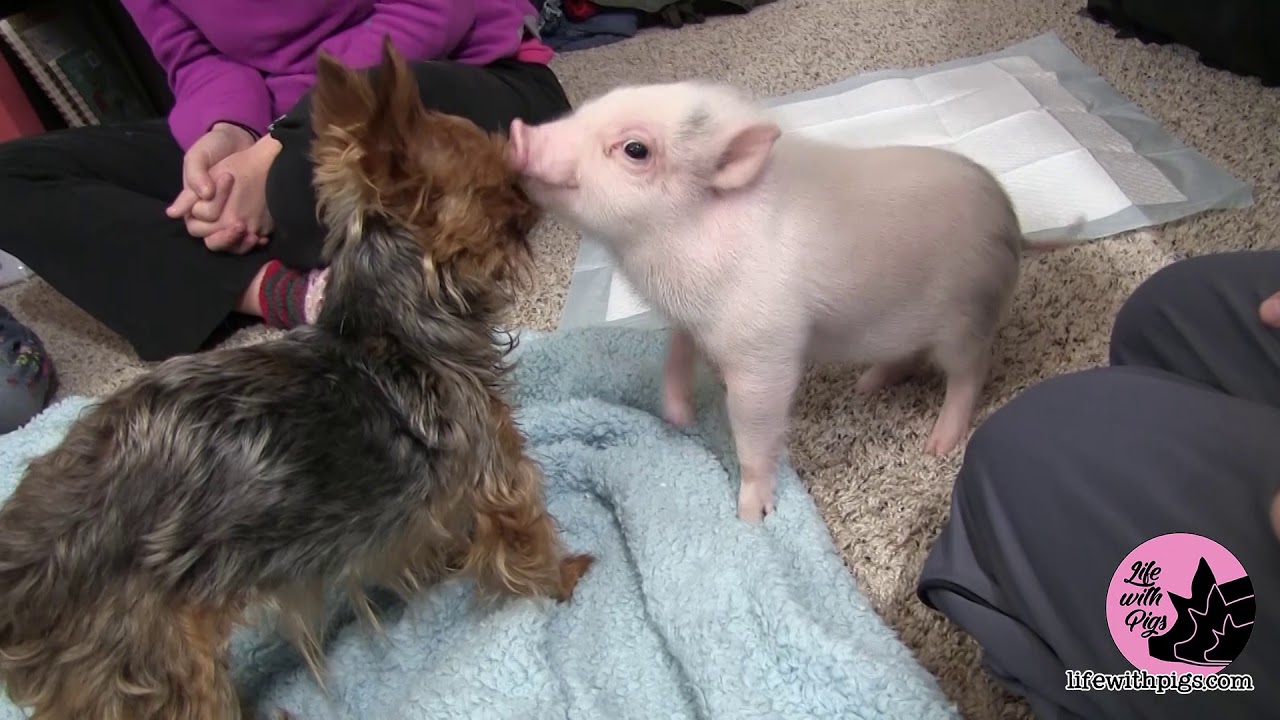 Cute Mini Pig and Puppy Become Unlikely Friends