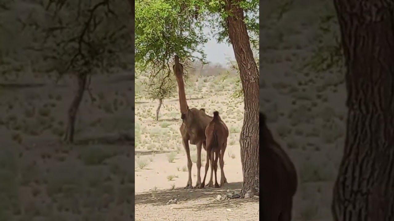 camel's in Desert Tharparkar #camels #camle #tharparkar