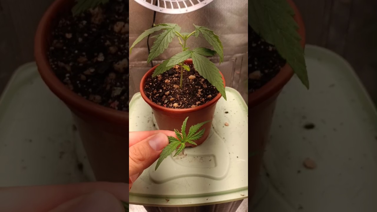 como fazer poda top ... #cultivo #podatop #grow