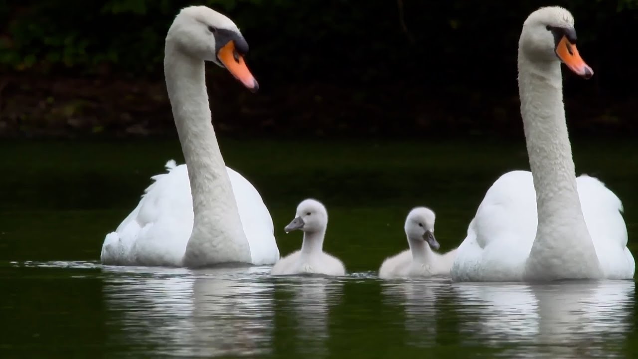 Storytime .....Swans Lovely Story ....From Parenthood to Empty Nest Syndrome.