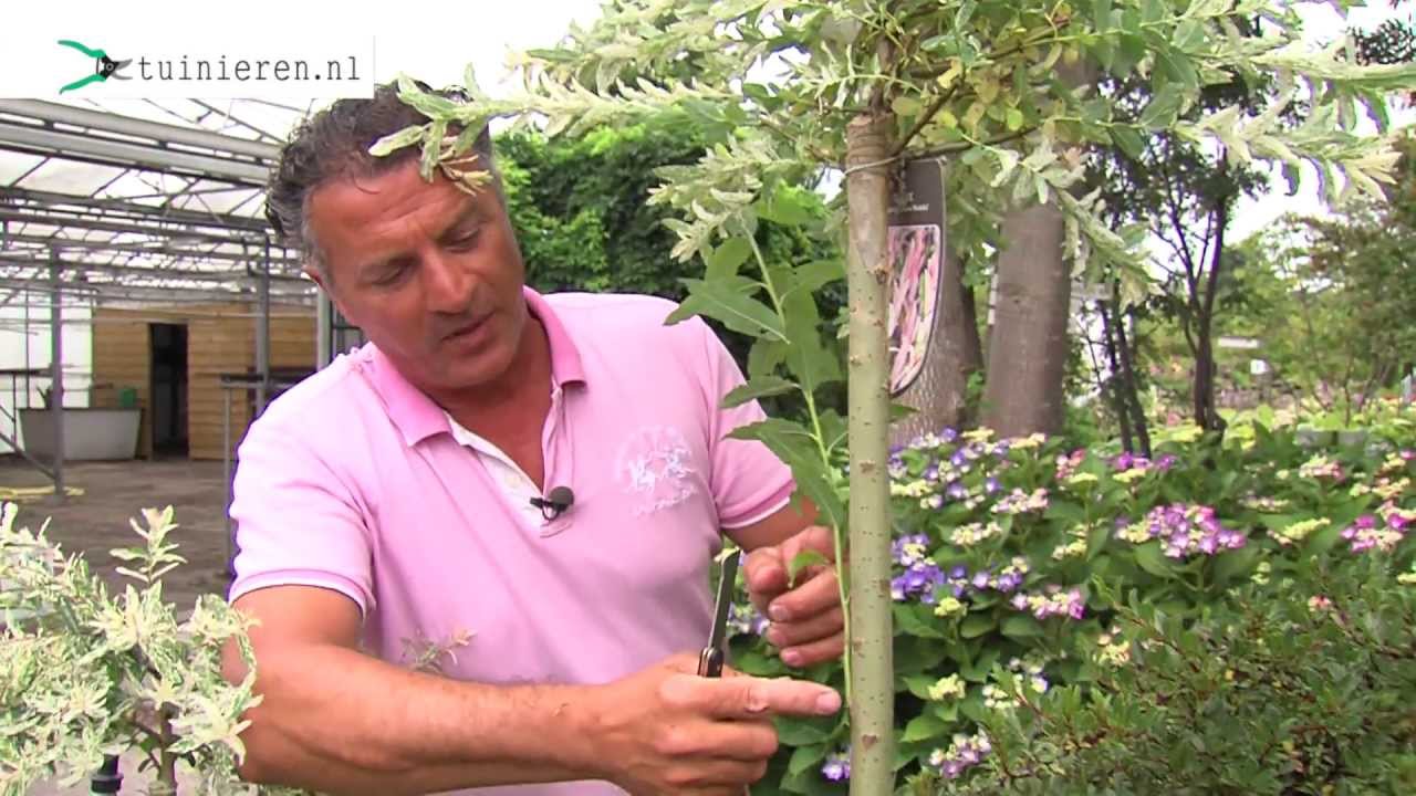 Enten van planten en bomen - Tuinieren.nl