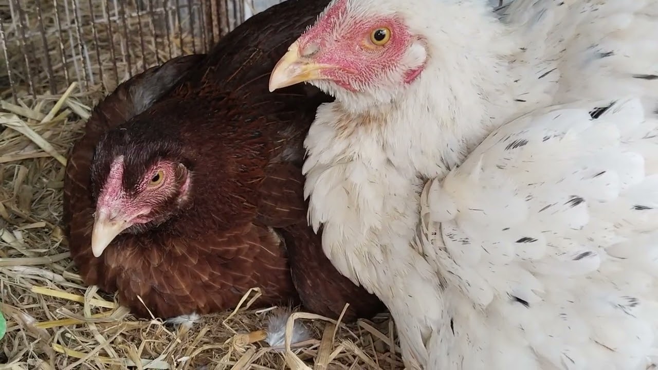 2 Aseel hens cearing egss and chick 🐣