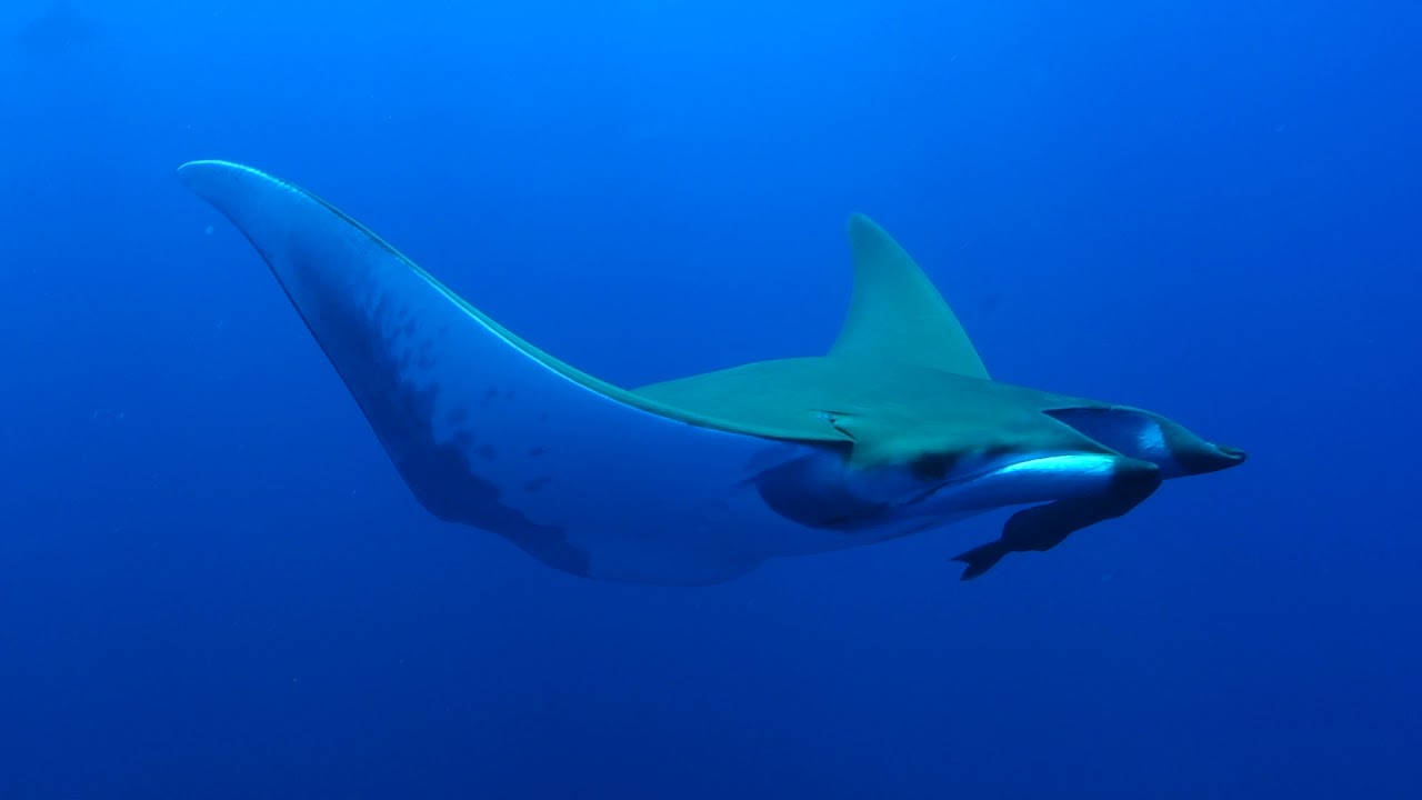 Scuba Diving Azores, Portugal!