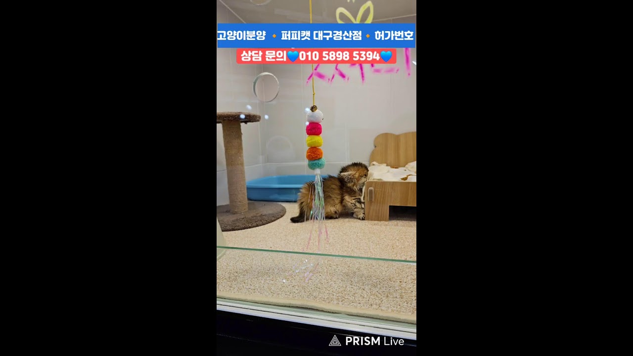 강아지분양💙고양이분양🔸️ 퍼피캣 대구경산점🔸️#강아지 #강아지분양 #대구강아지분양 #고양이 #고양이분양 #대구고양이분양 #애견분양 #대구애견분양 #라이브 #Live