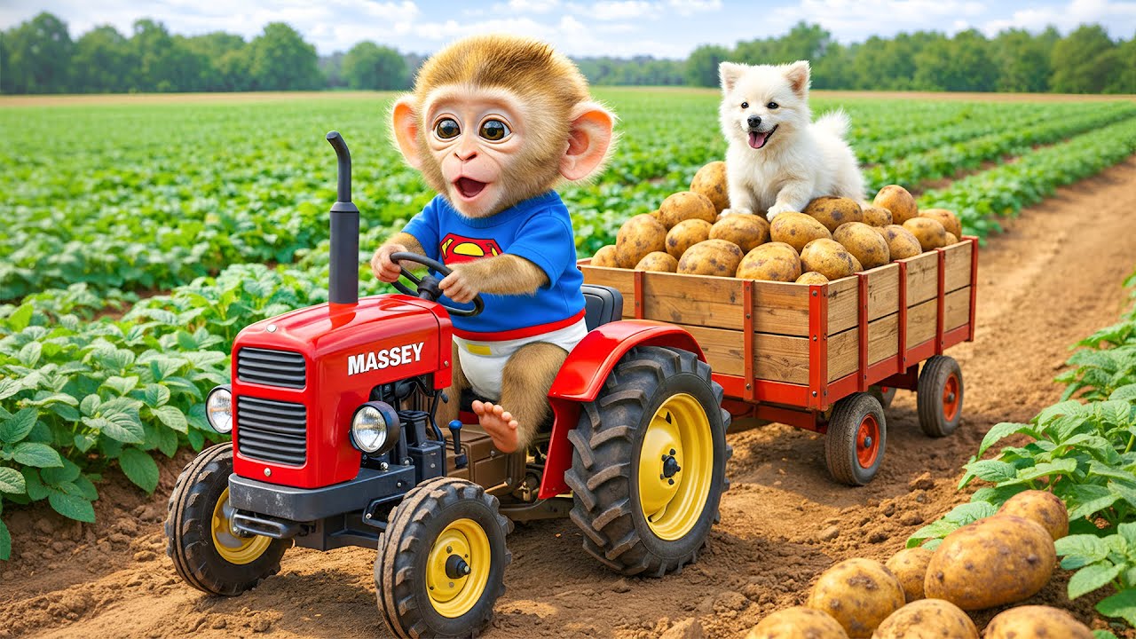 Monkey Nana Drives a Tractor to Harvest Potatoes & Rescues a Sick Puppy on the Farm 🐒🚜🐶