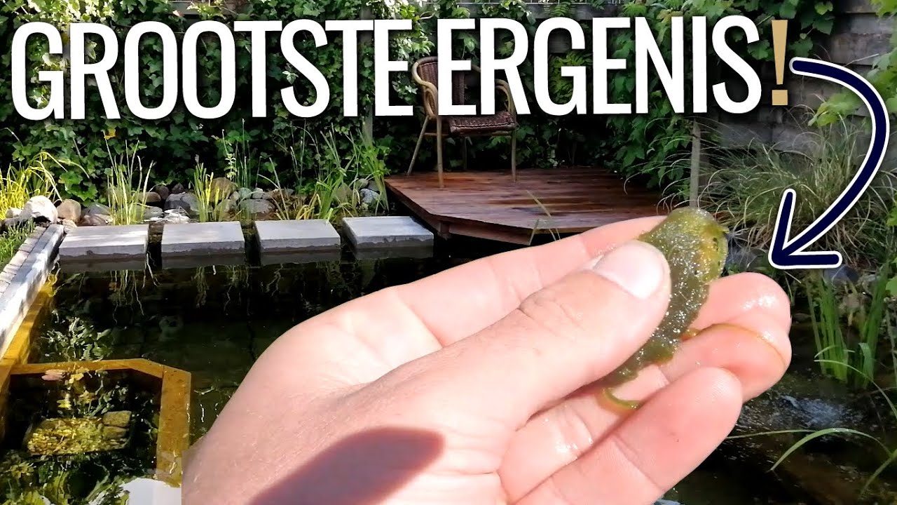 Zo verwijder ik draadalgen in mijn zwemvijver