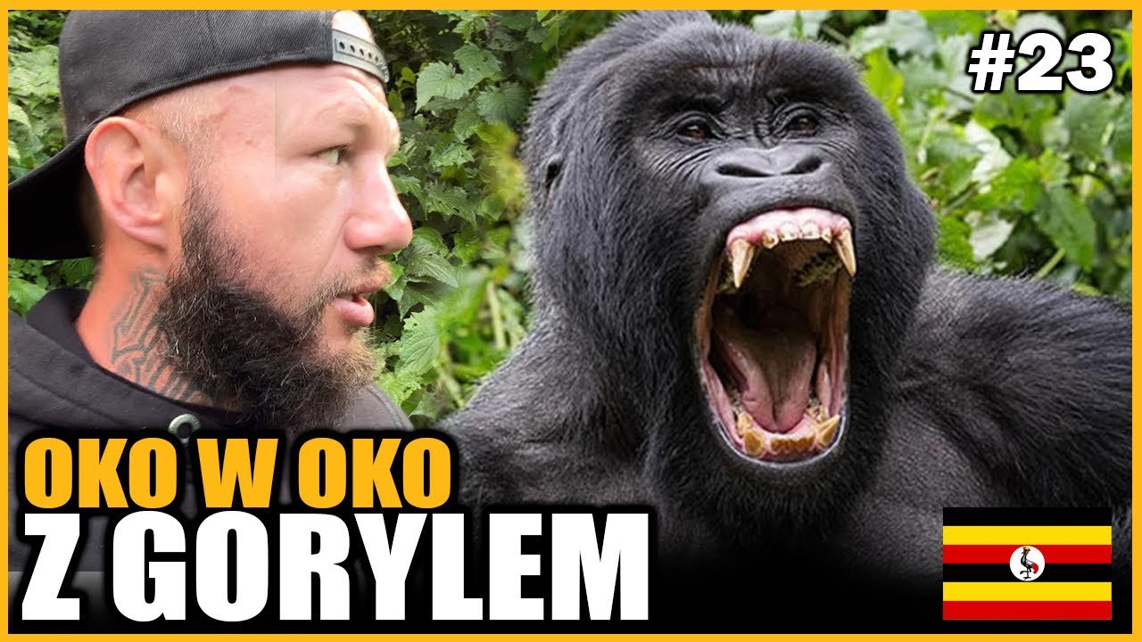 UGANDA - Wyprawa do dżungli w poszukiwaniu GORYLI