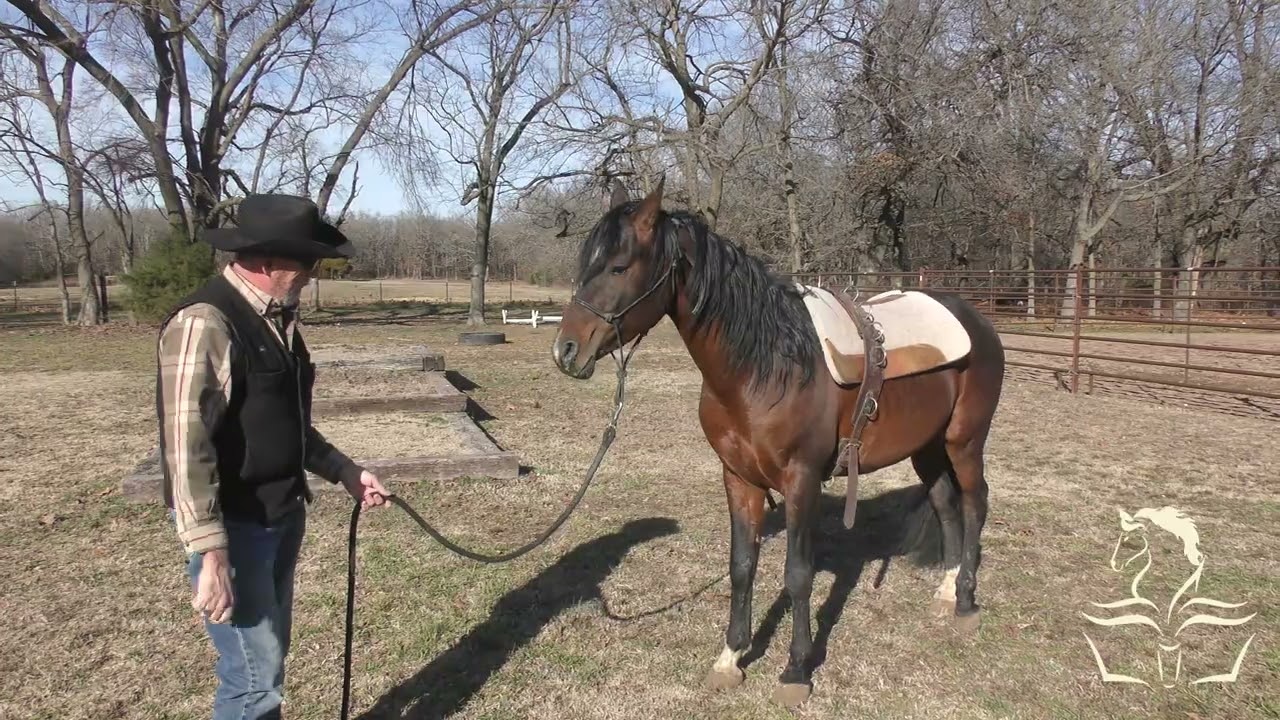 Aequitas Arabian Stallion Part 21  Learning Self Discipline
