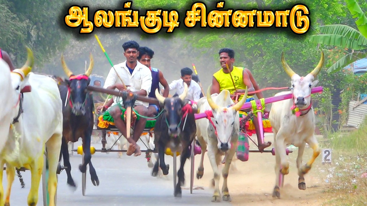 ஆலங்குடி சின்னமாடு 1 பந்தயம் 08.03.2026