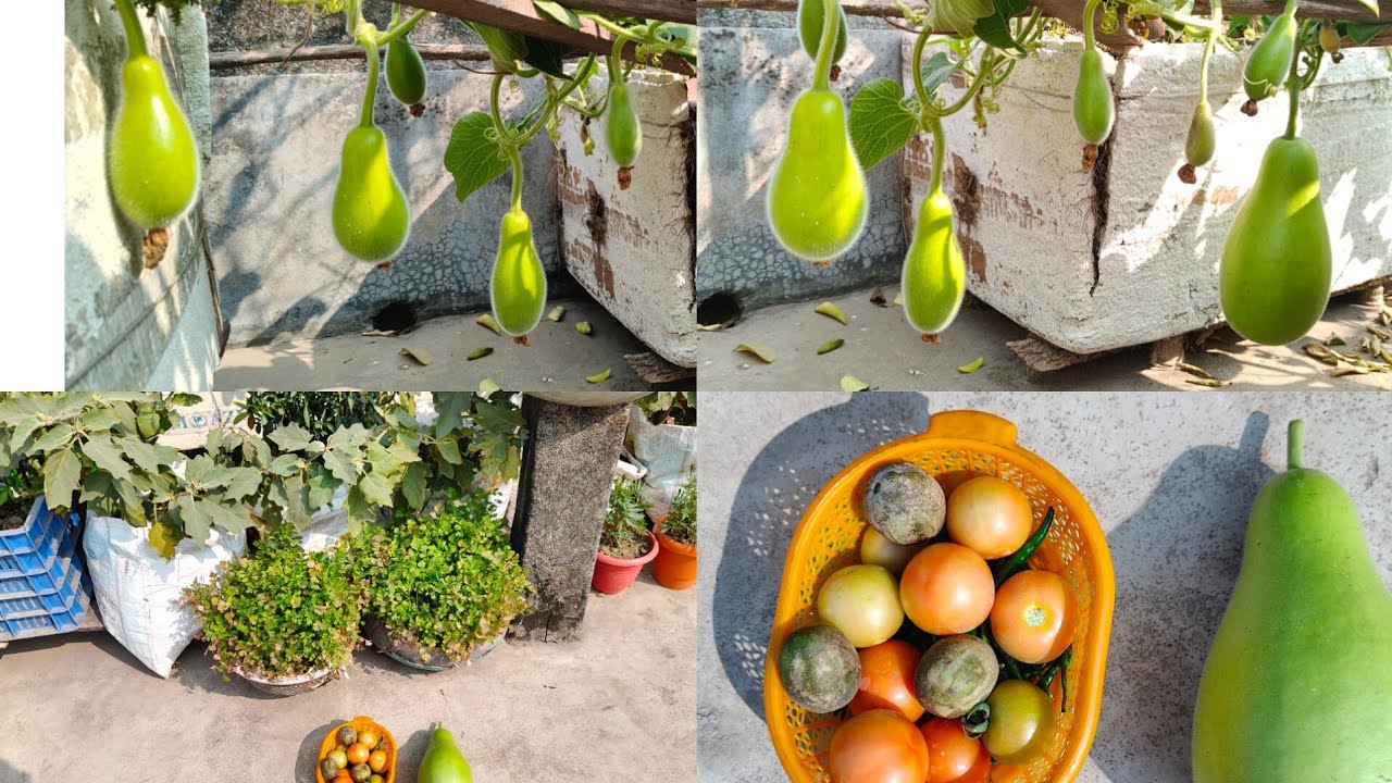  ছাদবাগানে টবের গাছে লাউ এর অবাক করা ফলন ।