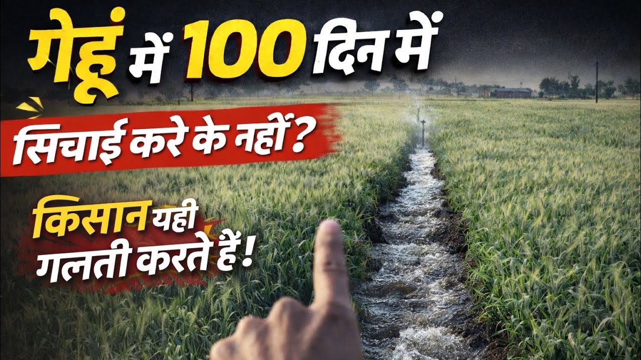 गेहू में 100 दिन में (सिंचाई करे के नहीं)किसान यही गलती करते हैं #gehunkitopvariety#sichai#kisan😳😳