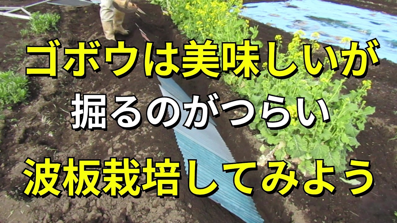 ゴボウを掘るのはつらい