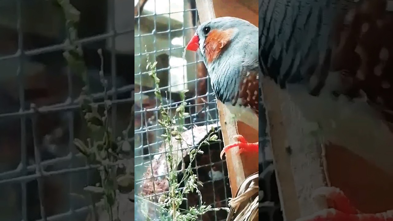 Active Pet Bird's pecking seeds off the stalks 🥇🐦🐦😻