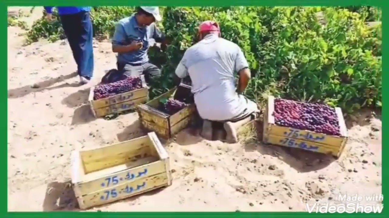 العنب بدكالة تبارك الله