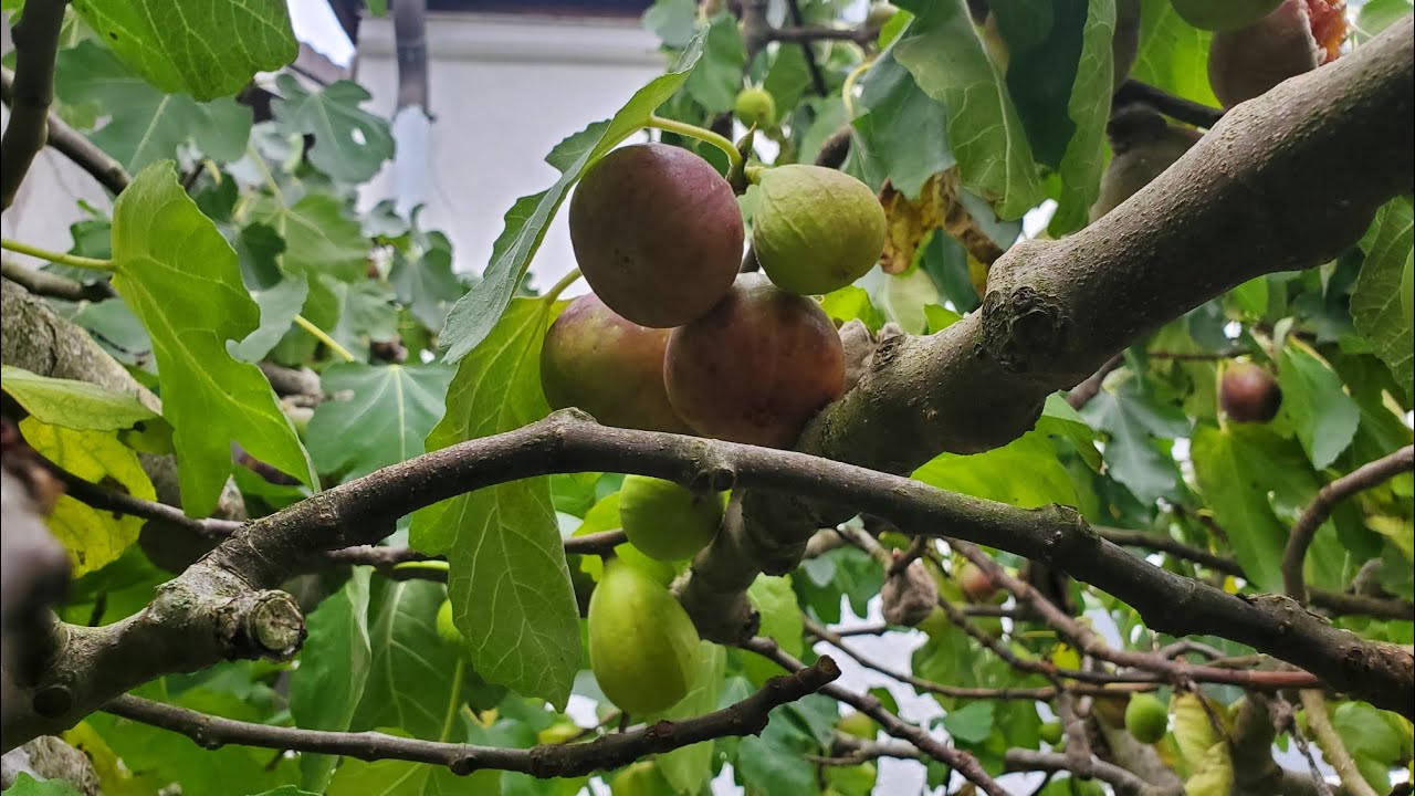 Wann und wie schneide ich den Feigenbaum zurück? - Faruk Kanoglu