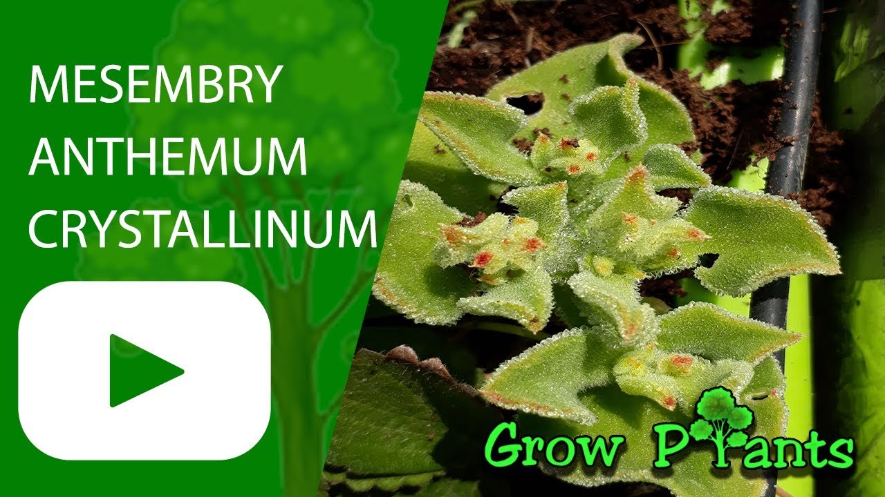 Mesembryanthemum crystallinum - grow & care