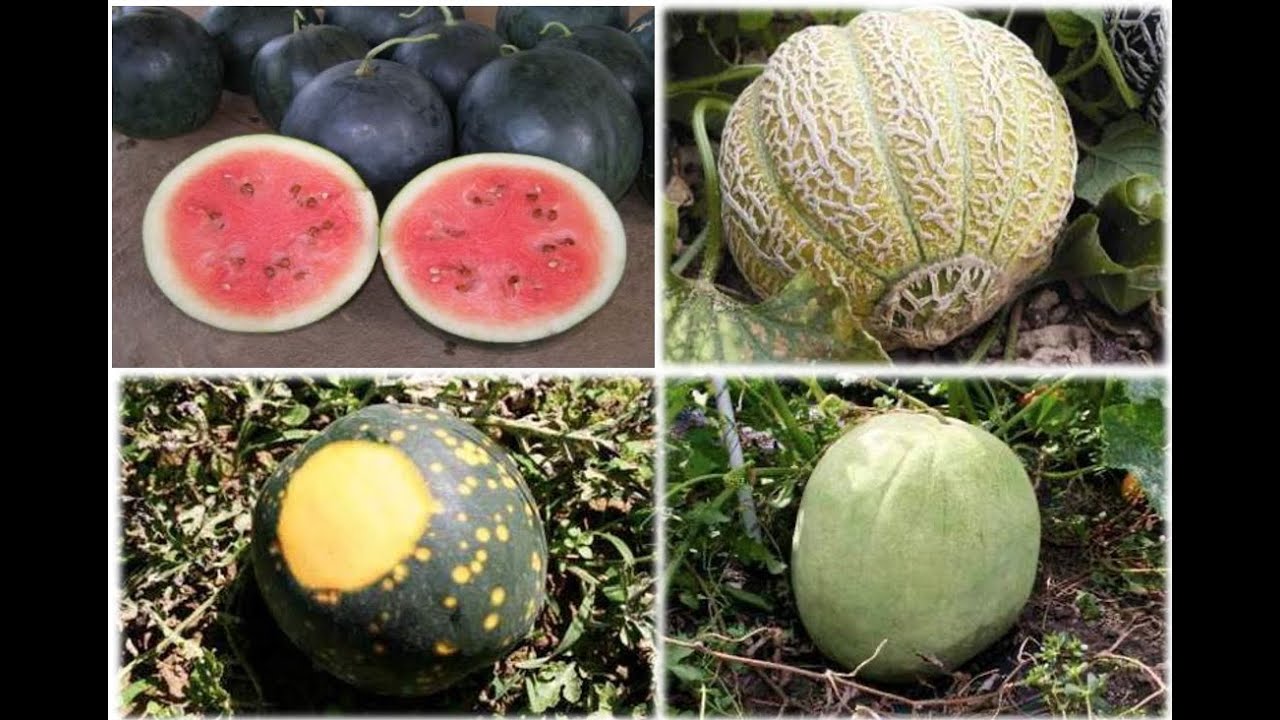 CUCURBIT SEED SAVING INTRO, PRODUCED BY ANNADANA mp4
