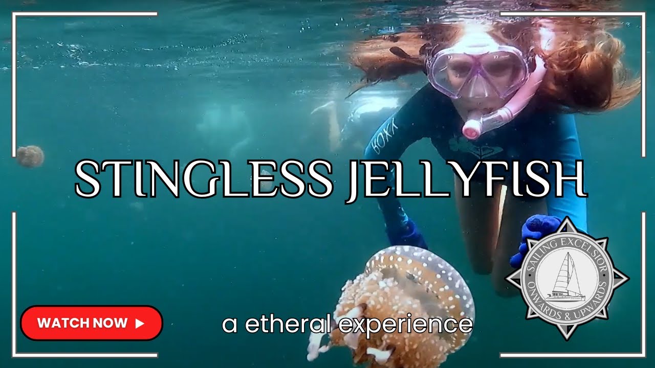 Ep 60 - Stingless Jellyfish! An ethereal diving experience in the Togean Islands