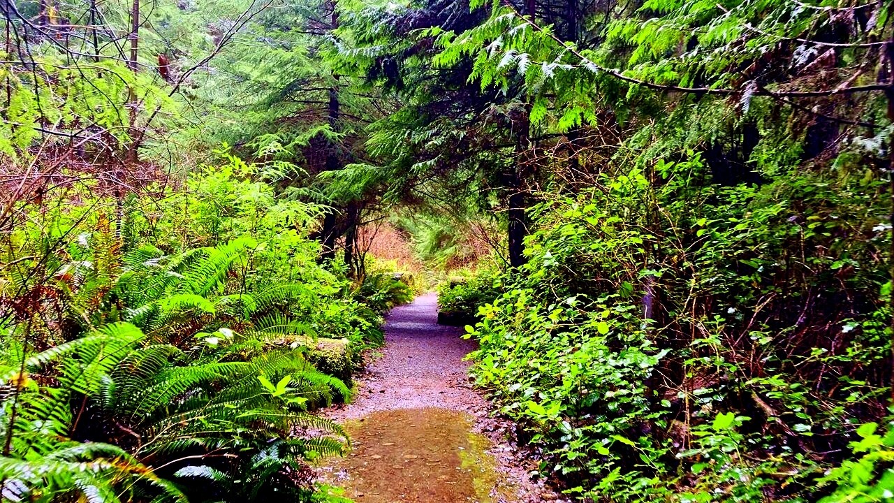 Walking Through Giant Cedar Trees in the Rain | Nature ASMR