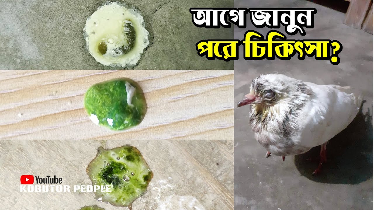 সব সবুজ চুনা সাদা টয়লেট রোগ নয় কবুতরের | Rajon | Pigeon Bird | Kobutor Palon Bangladesh