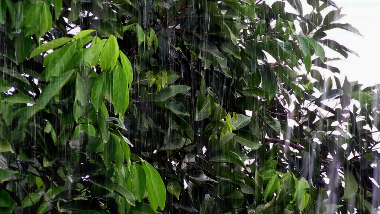 Real Rain and Thunder Sounds for Sleeping | Unedited Natural Storm for Better Sleep