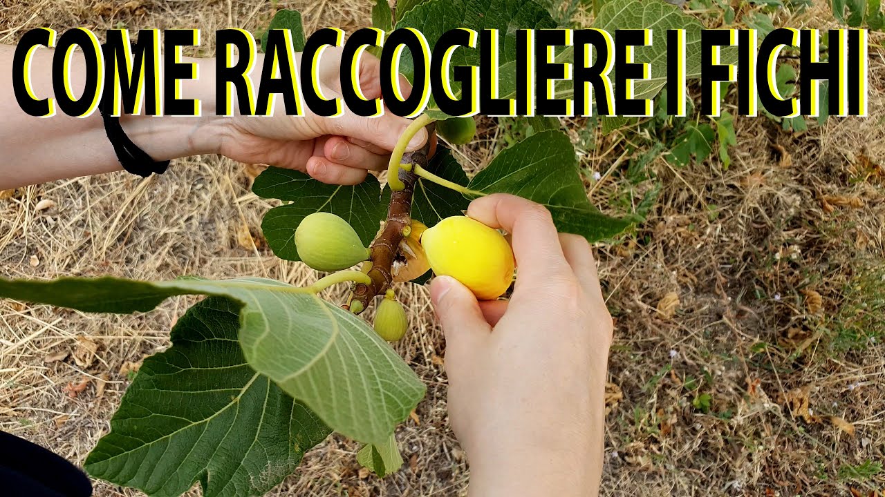 COME RACCOGLIERE I FICHI DALL'ALBERO