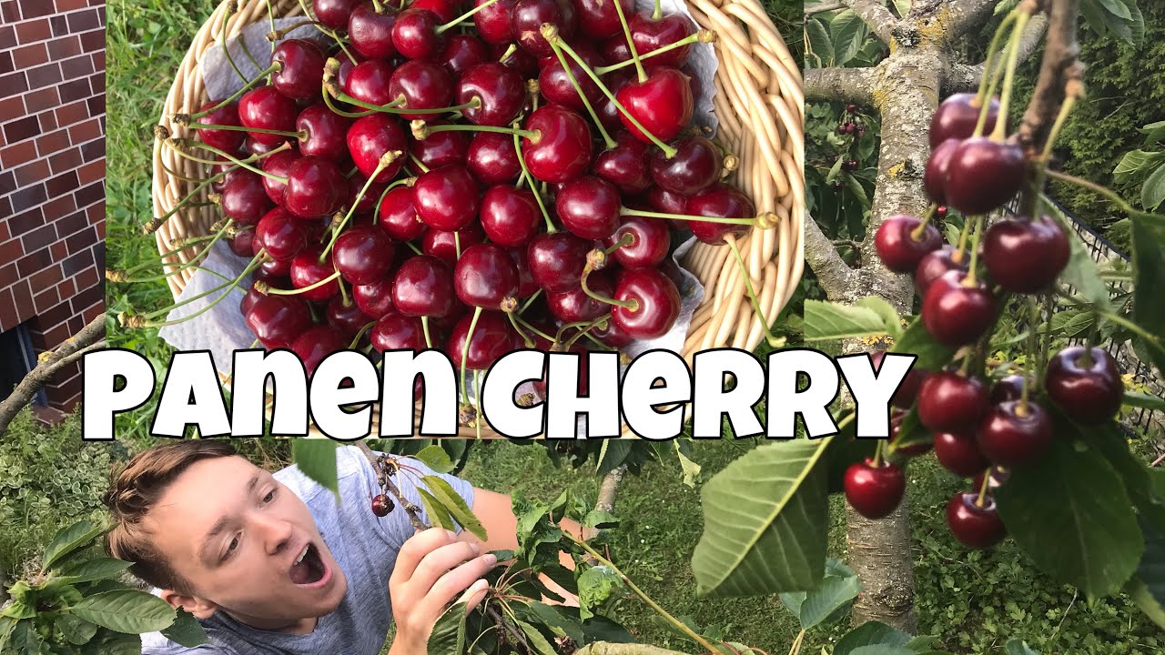 PANEN CHERRY 🍒 | UPDATE KEBUN