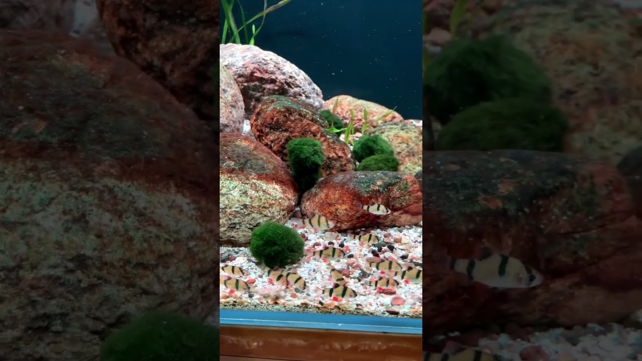 B&oacute;ng r&ecirc;u Moss ball #nghienthungxop #thuysinh #caythuysinh