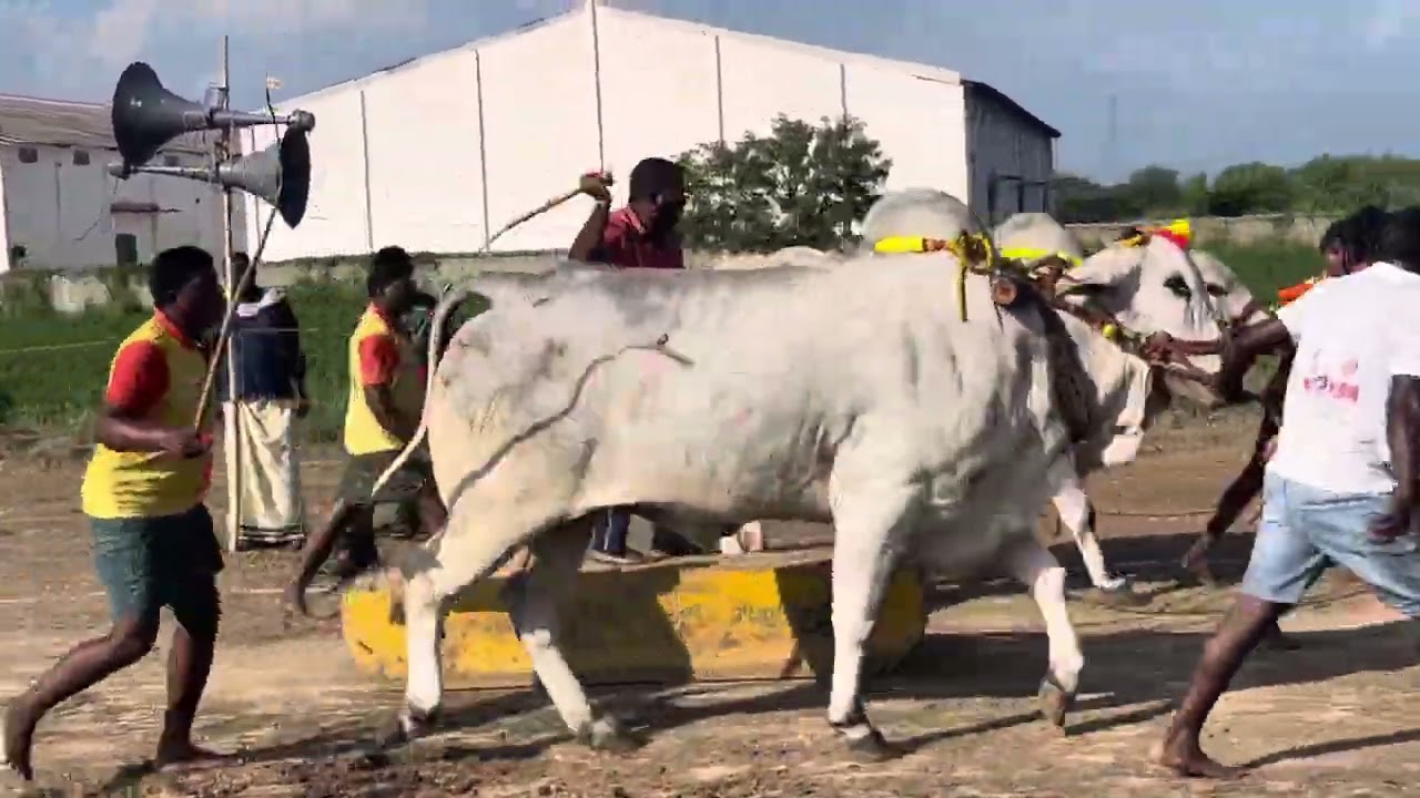 Beerambulls (Beeshma & Drona) got 1st place at Mudigedu 6teeth Race(6-12-2024)