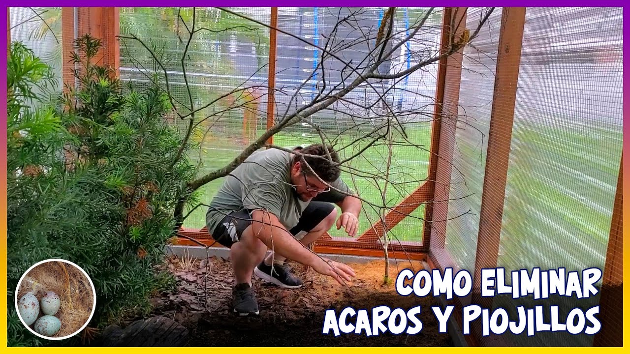 COMO ELIMINAR ÁCAROS Y PIOJILLOS🦜
