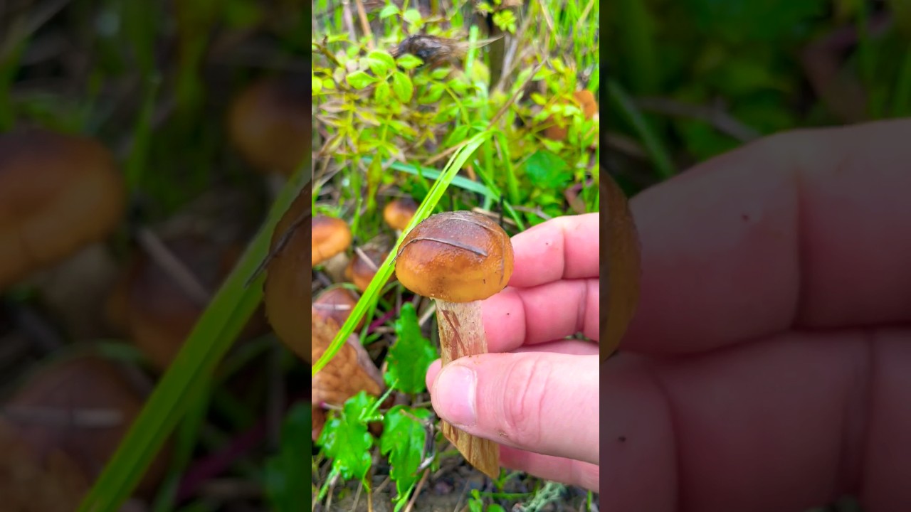 Мощный Опёнок осенний 💪,&nbsp;опёнок настоящий&nbsp;Armillaria mellea Physalacriaceae Mushroom 🍄