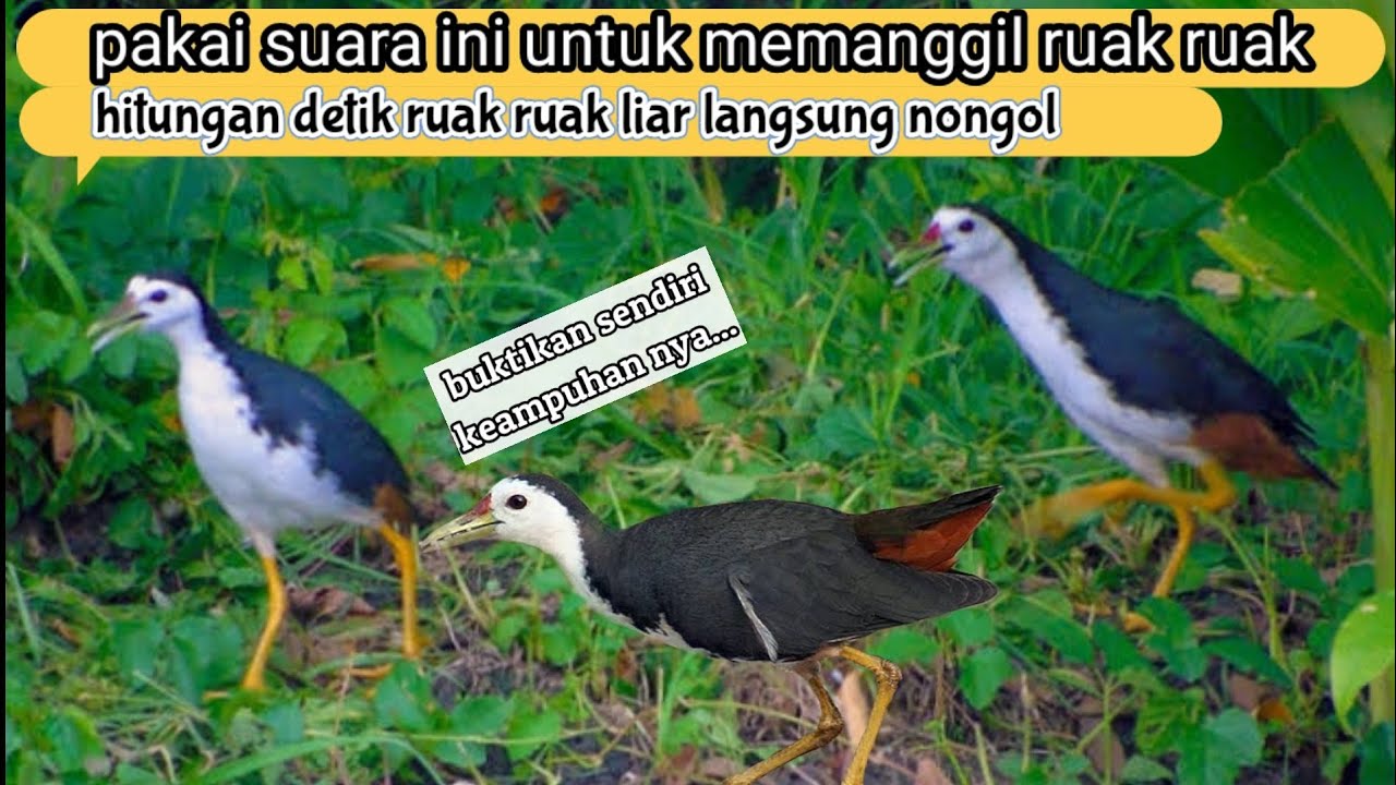 suara pikat burung ruak ruak / wak wak / truwok / Kreo padi terbaik sepanjang masa