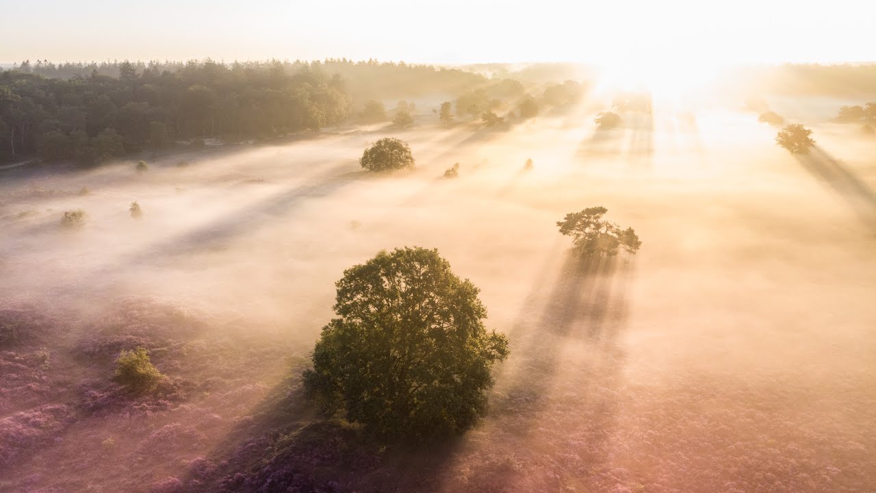 A quiet morning at the beautiful heather fields in The netherlands 2020🌸