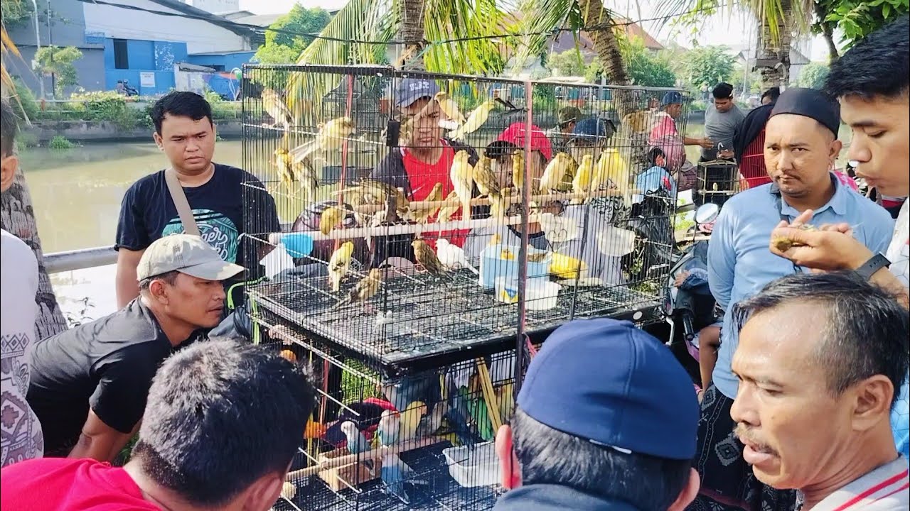 PASAR BURUNG PETEKAN SUDAH NORMAL PENJUAL DAN PEMBELI MAKIN BANYAK , MAKIN RAMAI
